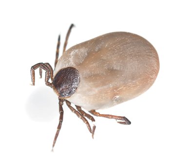 Castor fasülyesi kenesi, Ixodes ricinus beyaz arka planda izole edilmiş, bu hayvan tüp ve borreliozis yayıcısıdır.