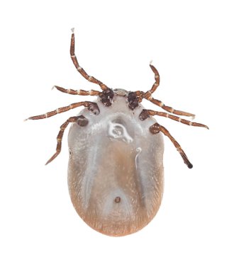 Bir Hint fasulyesinin kenesinin altında, Ixodes ricinus beyaz arka planda izole edilmiş, bu hayvan bir tüp ve borreliozis yayıcısıdır.