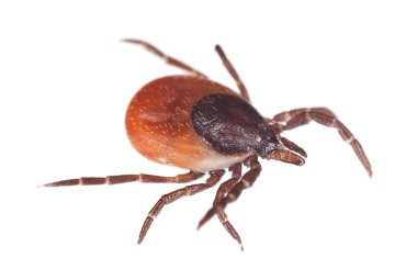 Castor fasülyesi kenesi, Ixodes ricinus beyaz arka planda izole edilmiş, bu hayvan tüp ve borreliozis yayıcısıdır.