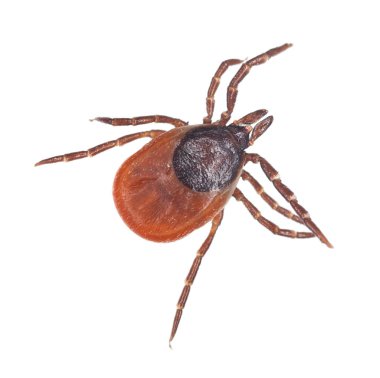 Castor fasülyesi kenesi, Ixodes ricinus beyaz arka planda izole edilmiş, bu hayvan tüp ve borreliozis yayıcısıdır.