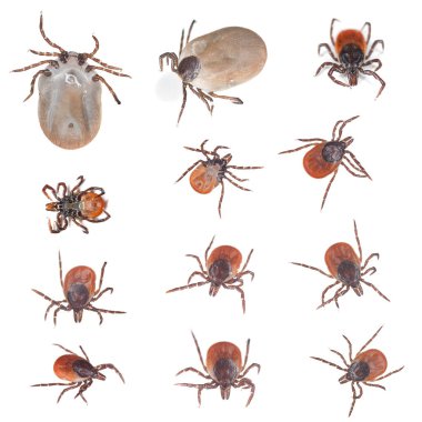 Castor fasulyesi kenesi koleksiyonu, Ixodes ricinus beyaz arka planda izole edilmiş, bu hayvan kemik erimesini ve borreliozyonu yayar.