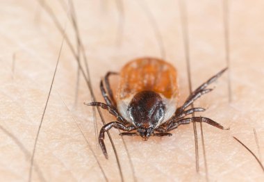 Castor fasülyesi kenesi, Ixodes ricinus insanlarla besleniyor, bu hayvan bir tüp ve borrelioz yayıcısı.