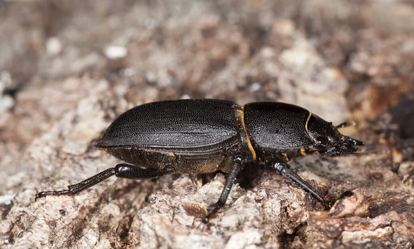 Petit Dendroctone Cerf Dorcus Parallelipipedus Sur Bois Macro Photo — Photo