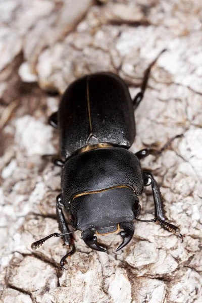 Lesser Stag Beetle Dorcus Parallelipipedus Wood Macro Photo — Stock Photo, Image