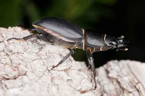 Lesser Stag Beetle Dorcus Parallelipipedus Wood Macro Photo — Stock Photo, Image