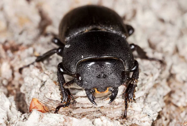 Küçük geyik böceği, Dorcus parallelipipedus tahtada, makro fotoğraf