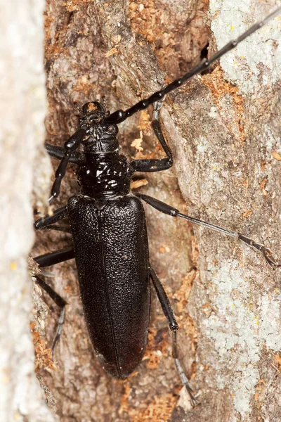 大摩羯座甲虫 橡木上的陶瓷 这种大甲虫在瑞典受到法律的保护和保护 — 图库照片