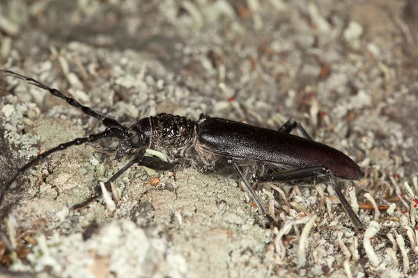 Büyük Oğlak Böceği Meşe Ağacının Üzerindeki Cerambyx Serdosu Büyük Böcek — Stok fotoğraf