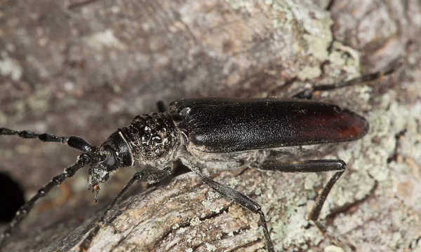 Gran Escarabajo Capricornio Cerambyx Cerdo Sobre Madera Roble Este Gran —  Fotos de Stock