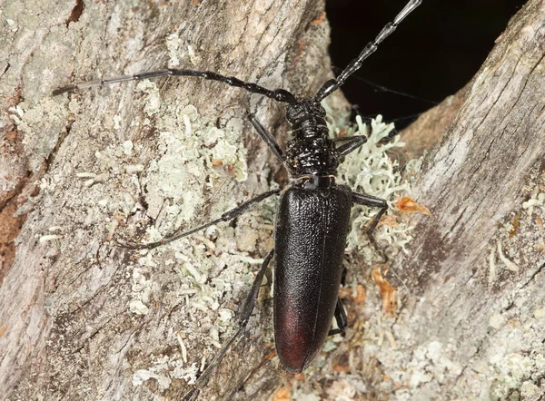 大きなカプリコンのビートル オークの木のセラミックスのセルド この大きなビートルは絶滅危惧種であり スウェーデンの法律によって保護されています — ストック写真