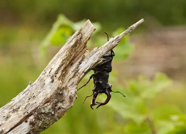 Mężczyzna Jeleń Żuk Lucanus Cervus Drewnie Ten Duży Owad Jest — Zdjęcie stockowe