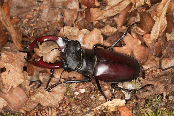 Erkek Geyik Böceği Lucanus Cervus Yaprakların Arasında Büyük Böcek Sveç — Stok fotoğraf