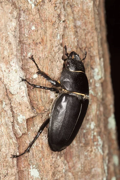 Θηλυκό Σκαθάρι Ελαφιού Lucanus Cervus Ξύλο — Φωτογραφία Αρχείου