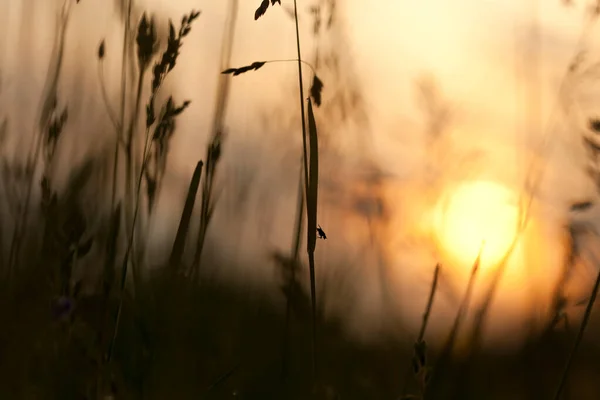 Pequeña Mosca Descansando Sobre Paja Atardecer — Foto de Stock