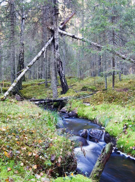 Sonbaharda Karışık Bir Ormanda Akan Küçük Bir Dere — Stok fotoğraf