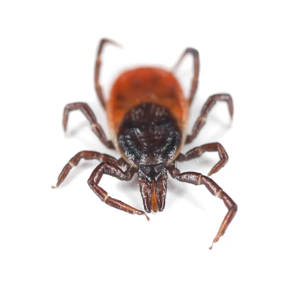 Castor Bean Tick Ixodes Ricinus Isolated White Background Animal Spreader — Stok Foto