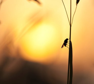 Gün batımında bitkinin üzerinde dinlen.