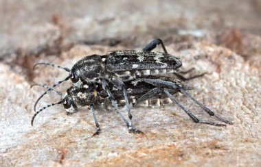 Çiftleşen kaplan uzun mısırı, Xylotrechus rusticus tahtada