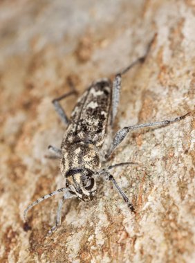 Gri kaplan uzun mısır, Xylotrechus rusticus tahtada