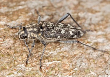 Gri kaplan uzun mısır, Xylotrechus rusticus tahtada