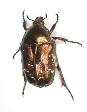 Beyaz arkaplanda gül chafer izole