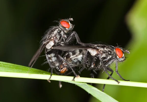 Çiftleşme sinekleri bitki üzerinde, makro fotoğraf
