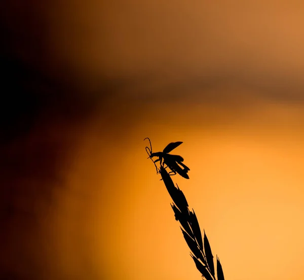 Soldatenkäfer Auf Pflanze Flugbereit Bei Sonnenuntergang — Stockfoto