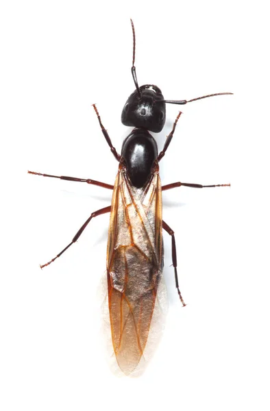 Hormiga Carpintera Alada Camponotus Aislada Sobre Fondo Blanco —  Fotos de Stock