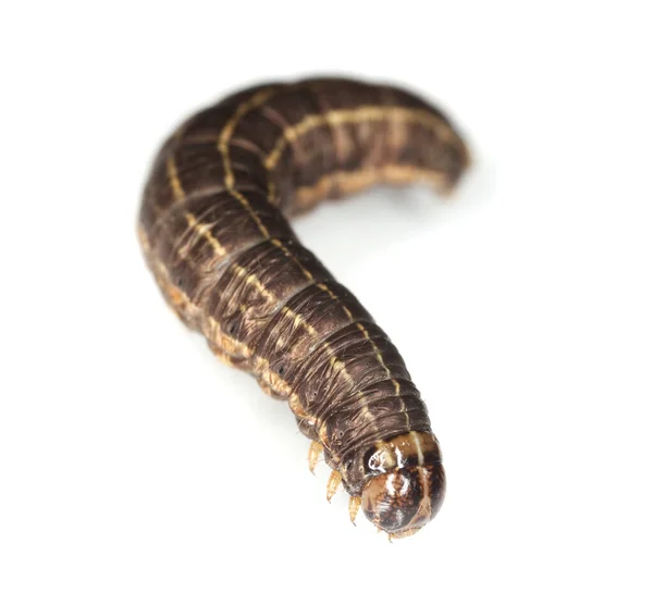 Larva Traça Isolada Fundo Branco — Fotografia de Stock