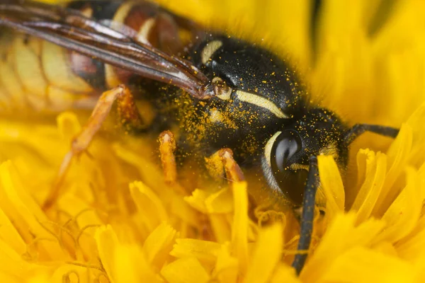 Wasp Dandelion Macro Photo — Stock Photo, Image