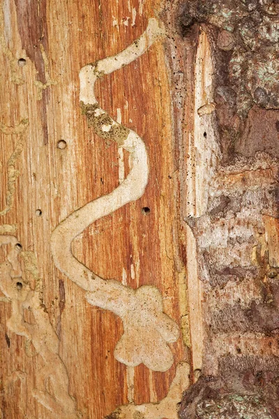 針葉樹の上の甲虫幼虫後の痕跡 — ストック写真