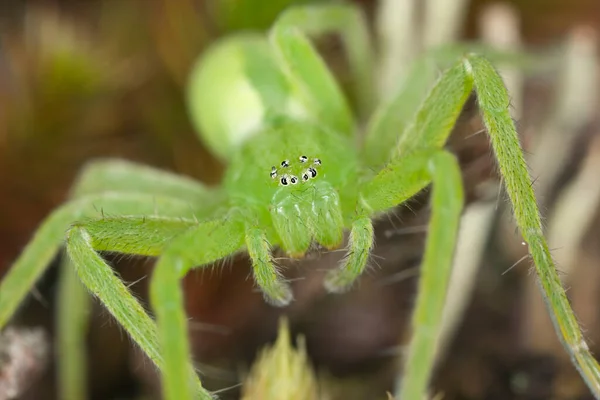 Πράσινη Αράχνη Huntsman Micromata Virescens Μακροφωτογραφία — Φωτογραφία Αρχείου