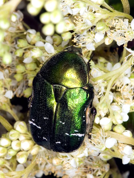 Rózsa Chafer Táplálkozás Virág Makró Fotó — Stock Fotó