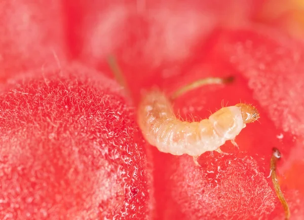 Ahududu böceği, Byturus tomentosus larva üzerinde ahududu, makro fotoğraf.