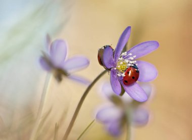 Yedi noktalı uğur böceği, Coccinella septempunctata bahar zamanı çekilen karaciğer yaprağı üzerinde