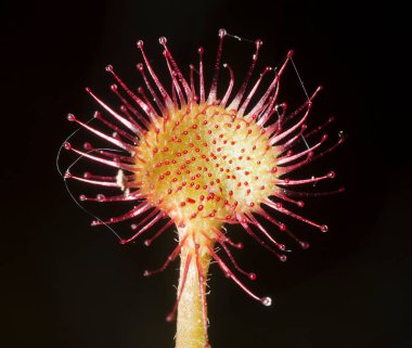 Yuvarlak yapraklı güneş çivisi, siyah arka planlı Drosera rotundifolia, bu bitki ıslak ortamlarda yetişiyor.