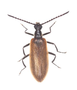 Koyu böcek, Lagria hirta beyaz arka planda izole edildi