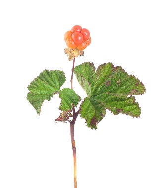 Cloudberry, Rubus chamaemorus beyaz arkaplanda izole edildi