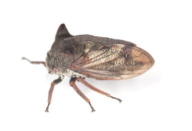 Thorn-hopper, Centrotus cornutus beyaz arkaplanda izole edilmiş, makro fotoğraf