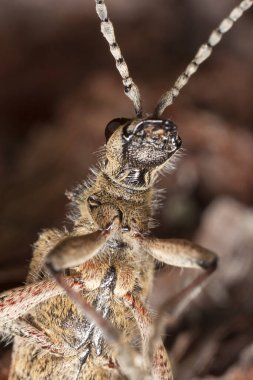 Tırtıklı çam sıkacağı, Rhagium sorgulayıcı, makro fotoğraf