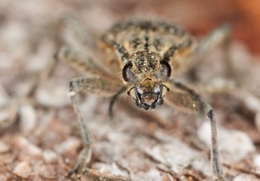 Tırtıklı çam sıkacağı, Rhagium tahtadan sorumlu.