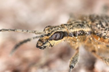 Tırtıklı çam sıkacağı, Rhagium sorgulayıcı, makro fotoğraf