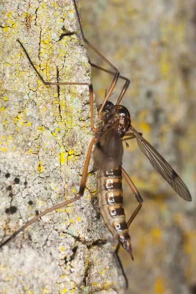 Jeřáb Dřevě Makro Foto — Stock fotografie