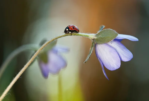 Επτά Σημείο Πασχαλίτσα Coccinella Septempunctata Liverleaf Φωτογραφήθηκε Την Άνοιξη — Φωτογραφία Αρχείου