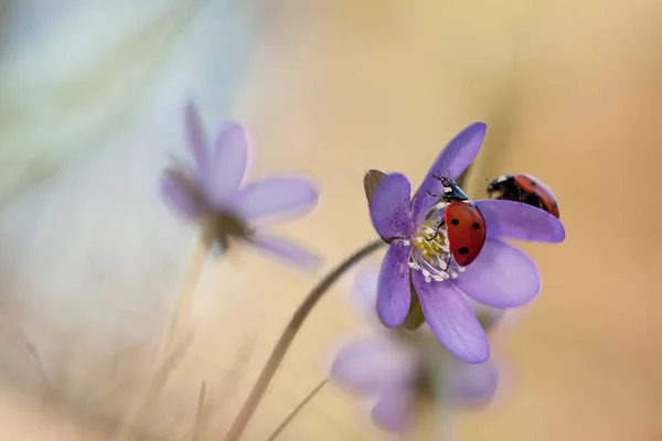 Επτά Πασχαλίτσες Σημείο Coccinella Septempunctata Liverleaf Φωτογραφήθηκε Την Άνοιξη — Φωτογραφία Αρχείου