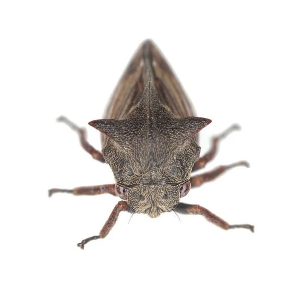 Thorn Hopper Centrotus Cornutus 매크로 — 스톡 사진