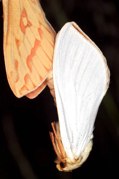 Mating Ghost Moths Hepialus Humuli Macro Photo — Stock Photo, Image