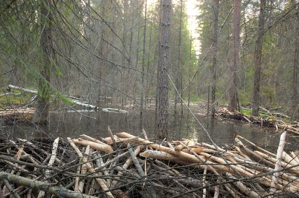 Ormandaki Kunduz Havuzu Zarar Veriyor — Stok fotoğraf