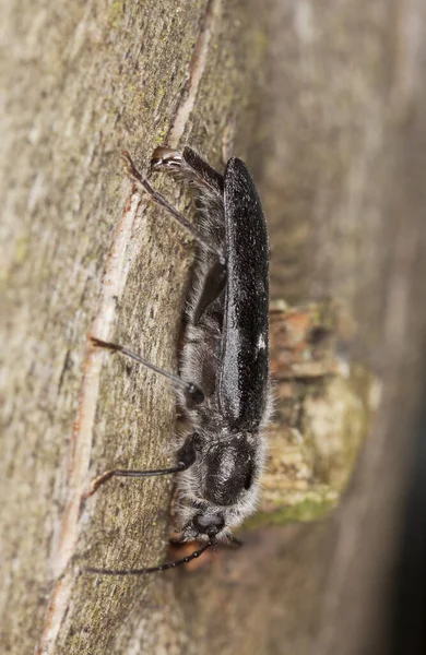 Female Old House Borer Hylotrupes Bajulus Laying Eggs Pine Wood — Stock Photo, Image