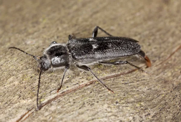 Female Old House Borer Hylotrupes Bajulus Laying Eggs Pine Wood — Stock Photo, Image